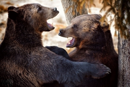 Medvědí "objetí":-)