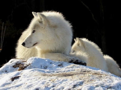 Smečka arktických vlků