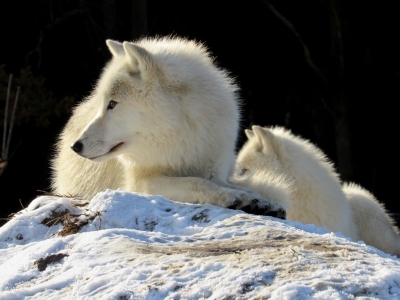 Tábor Zoo