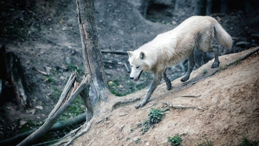 Tábor Zoo