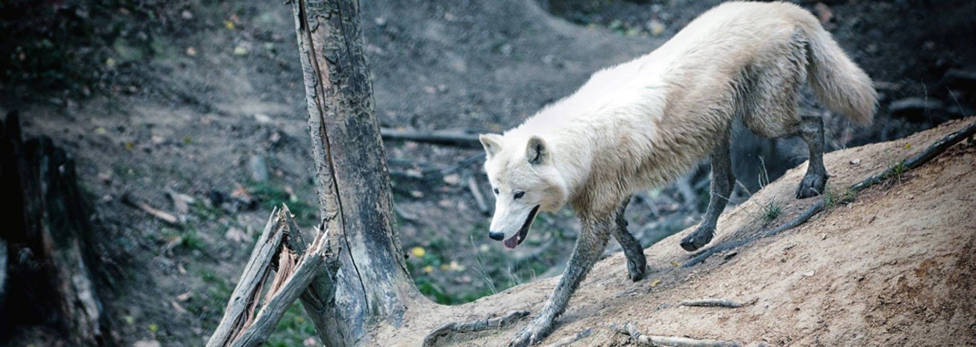 ZOO Tábor