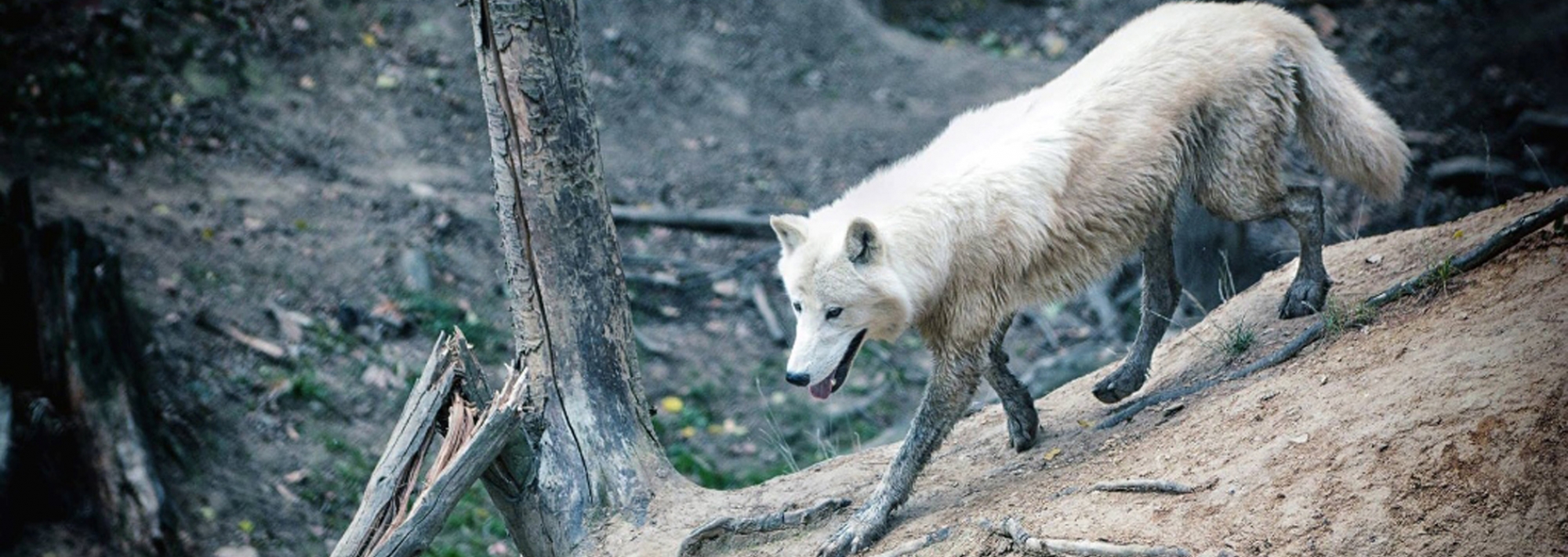 ZOO Tábor