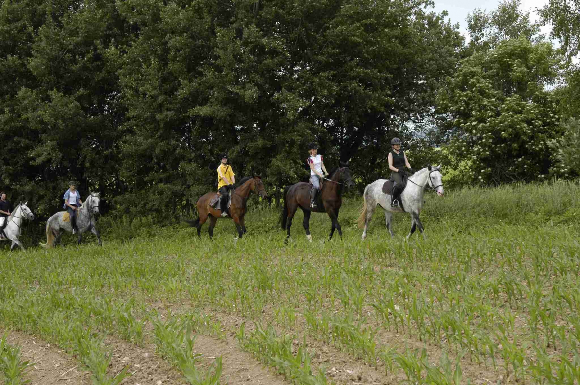 Reiten