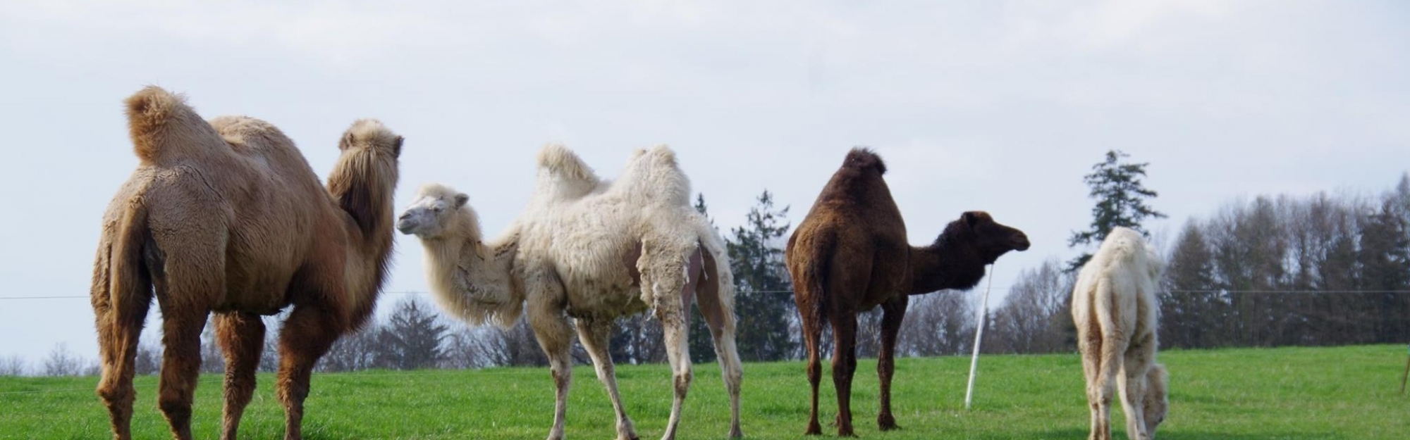 Záhostice – velbloudí farma