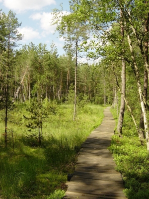 Naturlehrpfad Borkovice-Sumpfland (Borkovická blata) - 5,5 km