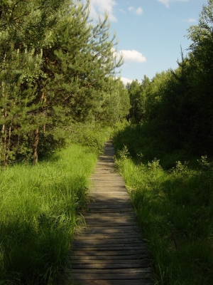 Naturlehrpfad Borkovice-Sumpfland (Borkovická blata) - 5,5 km