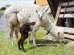 Záhostice – camel farm