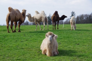Záhostice – camel farm