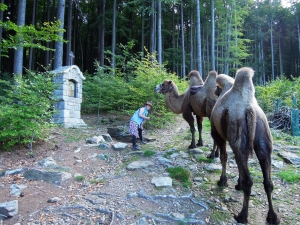 Záhostice – camel farm