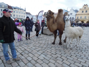 Záhostice – camel farm