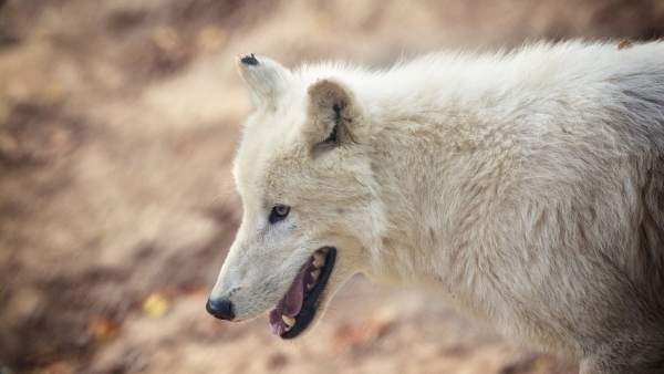 Tábor Zoo