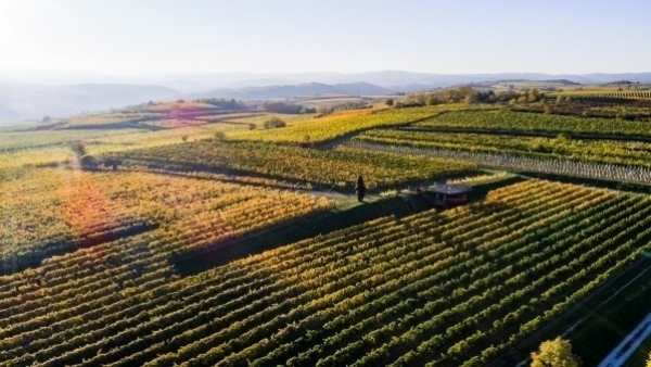Weingut Hiedler - degustace vín
